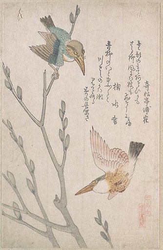 Kingfishers and Pussy-willow