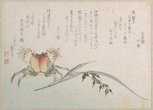 Crab and Rice Plant
