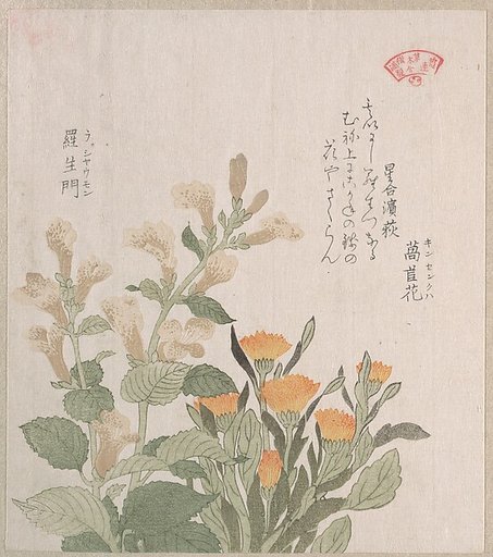 The Common Marigold and The Rajoman Flowers