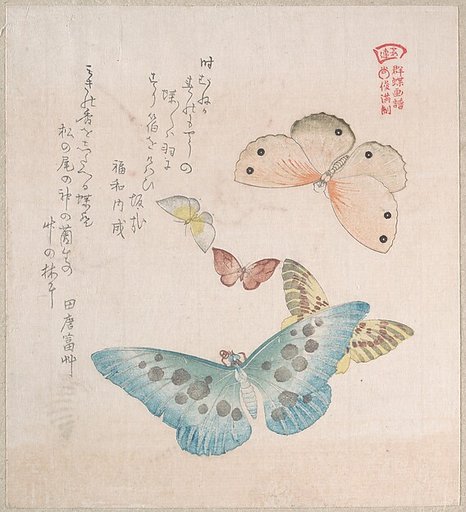 Various Moths and Butterflies