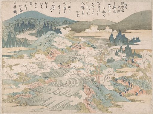 Flowering Cherry Trees Along the Yoshino River