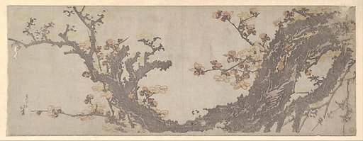 Ancient Plum Tree in Bloom
