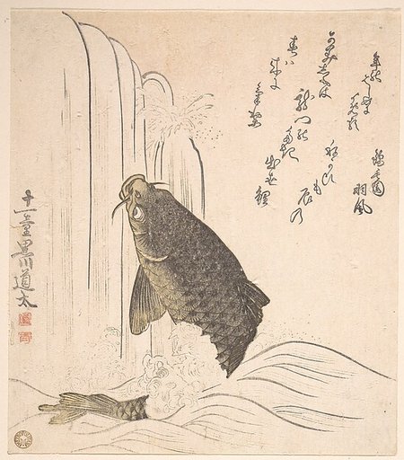 Carp Trying to Swim up a Waterfall