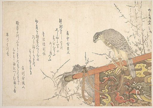 Hawk Tied to Perch