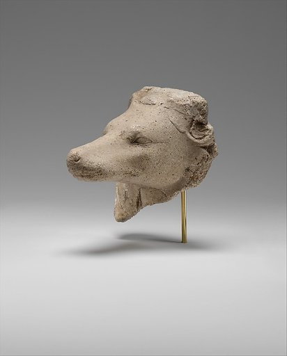Head of a Canid, possibly a Jackal