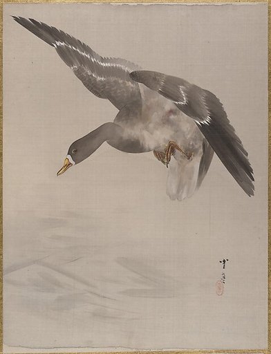 Duck