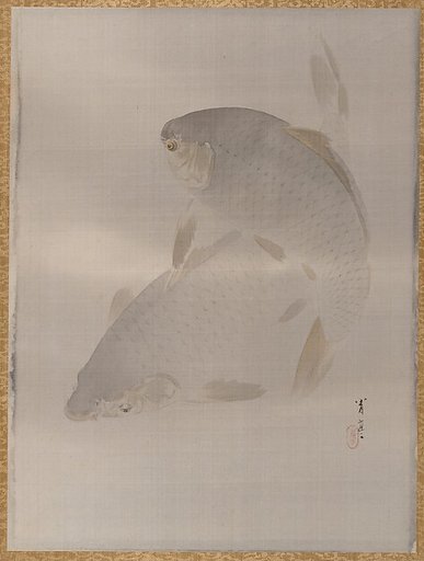 Carp swimming