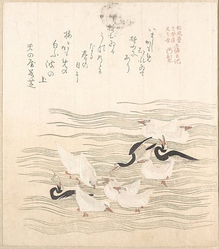 Sea-Gulls Playing on the Water
