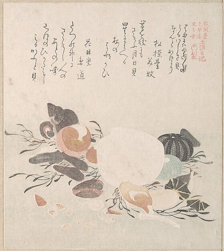 Various Shells with Sea Weeds