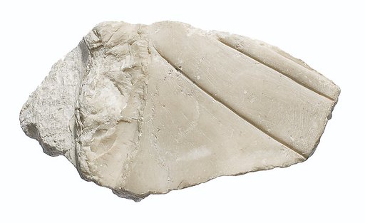 Left rear quadrant of a head of  Akhenaten or Nefertiti wearing an upright crown