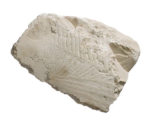 Breast (?) with pleating and shawl fringe