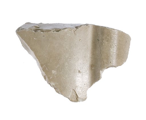 Limb with adjacent element (bull's tail?)