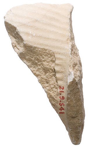 Back of shoulder with shawl