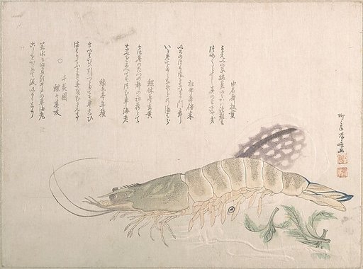 Shrimp and Cuttlefish