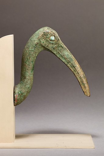 Ibis head