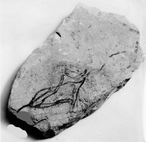 Ostracon