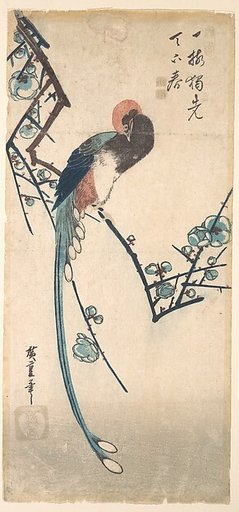 Long Tailed Bird