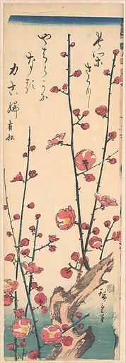Flowering Plum Tree