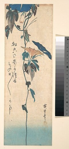 Grasshopper and Morning-glory Vine