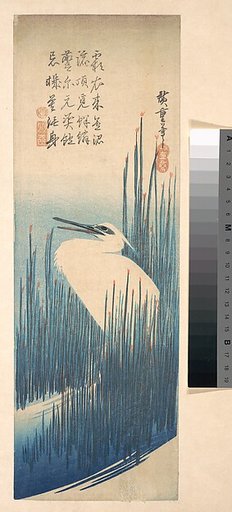 White Heron Standing among Reeds