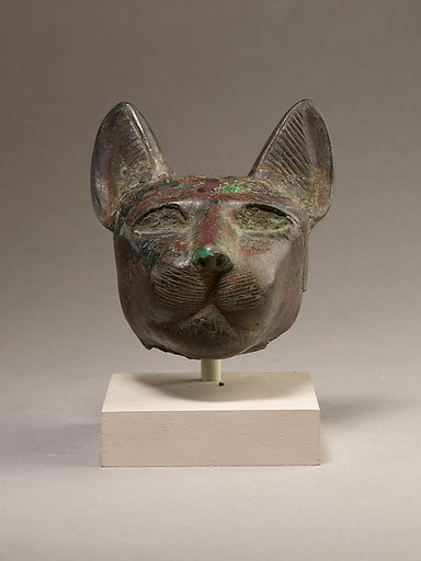 Head of a cat