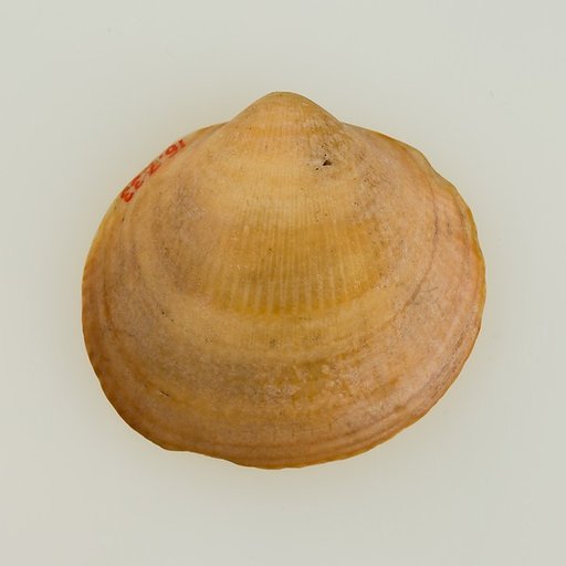 Shell pendant or bead