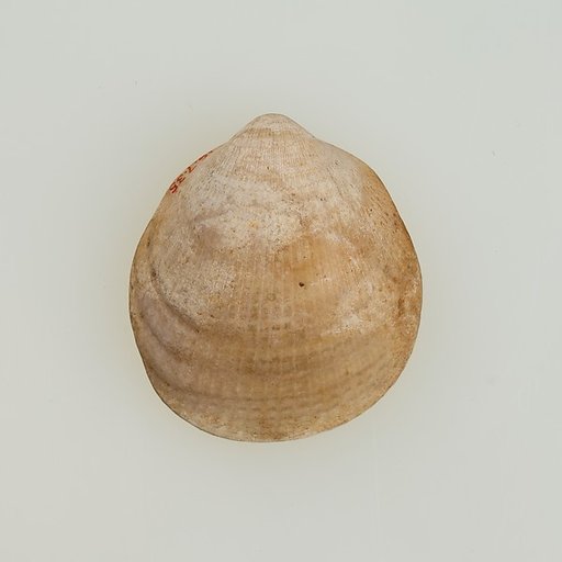 Shell pendant or bead