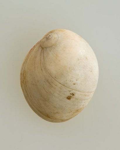 Shell pendant or bead