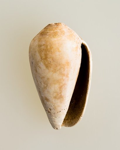 Shell pendant or bead