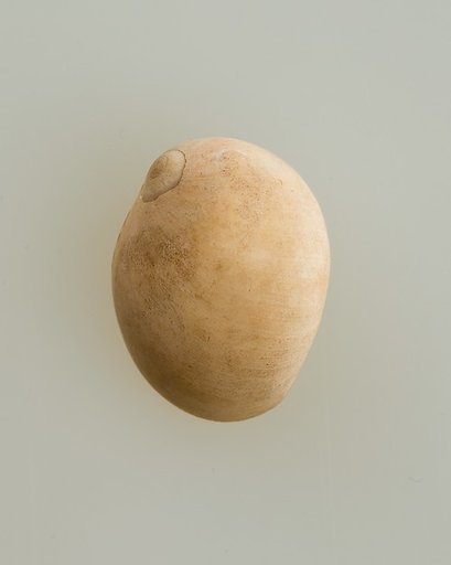 Shell pendant or bead