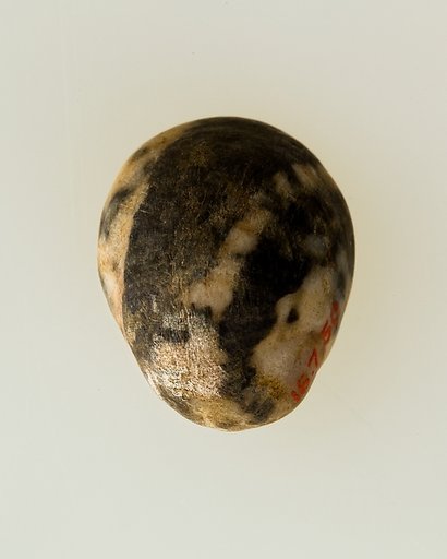 Shell pendant or bead