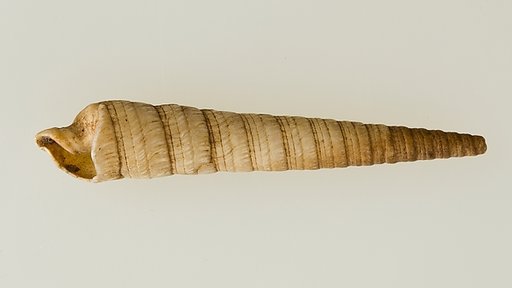 Shell pendant or bead