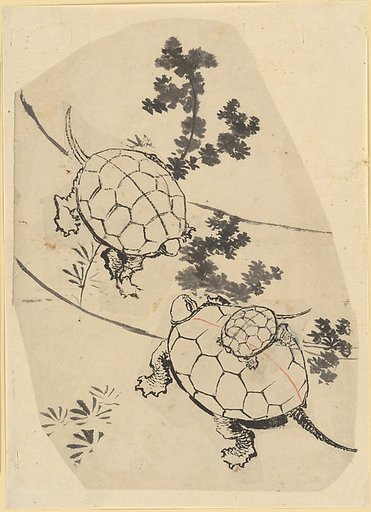 Turtles