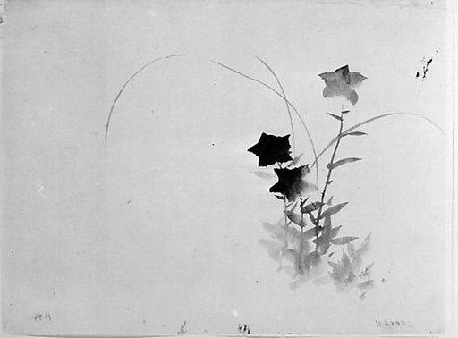 Bellflower