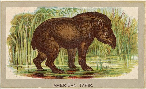 American Tapir, from the Animals of the World series (T180), issued by Abdul Cigarettes