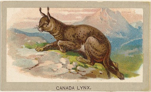 Canada Lynx, from the Animals of the World series (T180), issued by Abdul Cigarettes