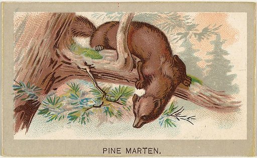 Pine Marten, from the Animals of the World series (T180), issued by Abdul Cigarettes