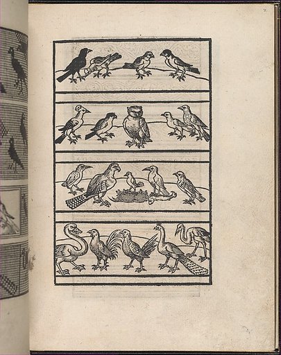 Page from Ein new kunstlich Modelbuch...(Page 8r)