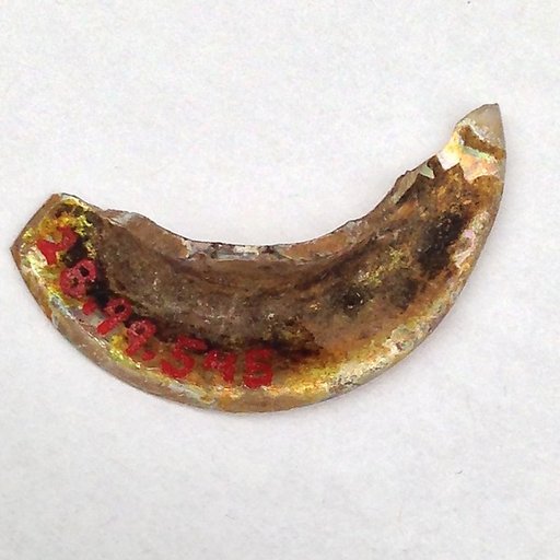 Fragment