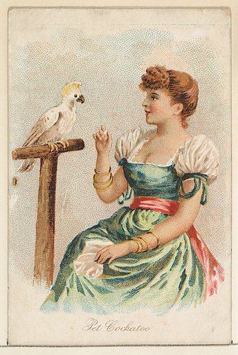 Pet Cockatoo, from the Household Pets series (N194) issued by Wm. S. Kimball & Co.