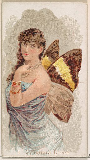 Card 1, Gynaecia Dirce, from the Butterflies series (N183) issued by Wm. S. Kimball & Co.