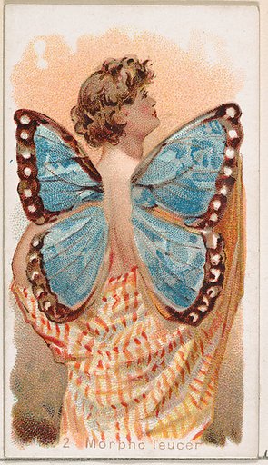 Card 2, Morpho Teucer, from the Butterflies series (N183) issued by Wm. S. Kimball & Co.