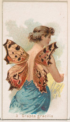 Card 3, Grapta Gracilis, from the Butterflies series (N183) issued by Wm. S. Kimball & Co.