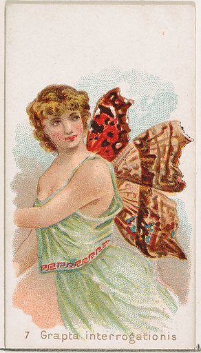 Card 7, Grapta Interrogationis, from the Butterflies series (N183) issued by Wm. S. Kimball & Co.