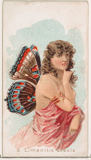 Card 8, Limenitis Ursula, from the Butterflies series (N183) issued by Wm. S. Kimball & Co.