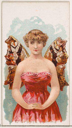 Card 10, Grapta Comma, from the Butterflies series (N183) issued by Wm. S. Kimball & Co.
