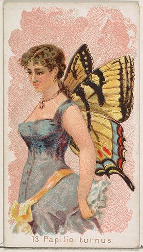 Card 13, Papilio Turnus, from the Butterflies series (N183) issued by Wm. S. Kimball & Co.