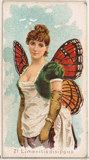 Card 21, Limenitis Disippus, from the Butterflies series (N183) issued by Wm. S. Kimball & Co.