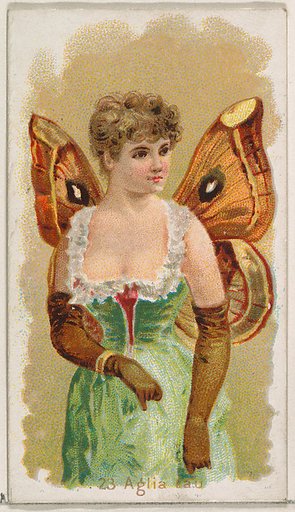 Card 23, Aglia Tau, from the Butterflies series (N183) issued by Wm. S. Kimball & Co.