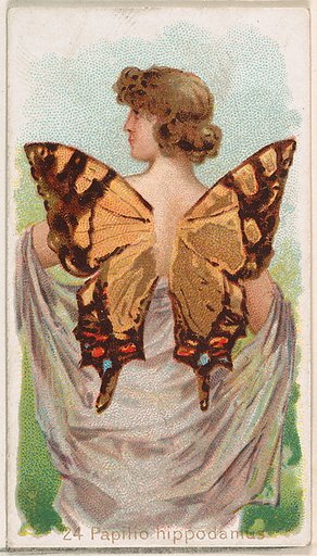 Card 24, Papilio Hippodamus, from the Butterflies series (N183) issued by Wm. S. Kimball & Co.